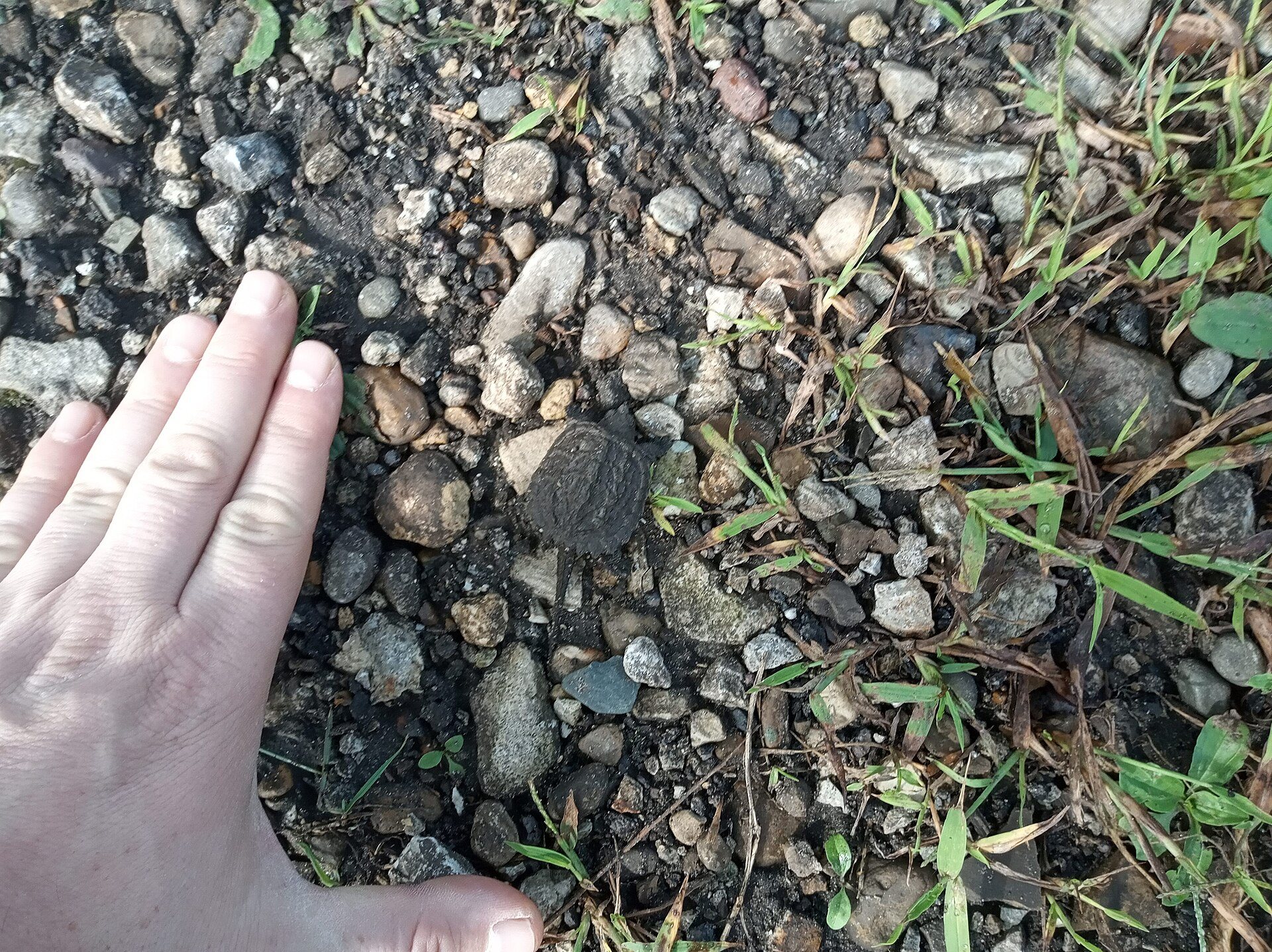 A snapping turtle hatchling