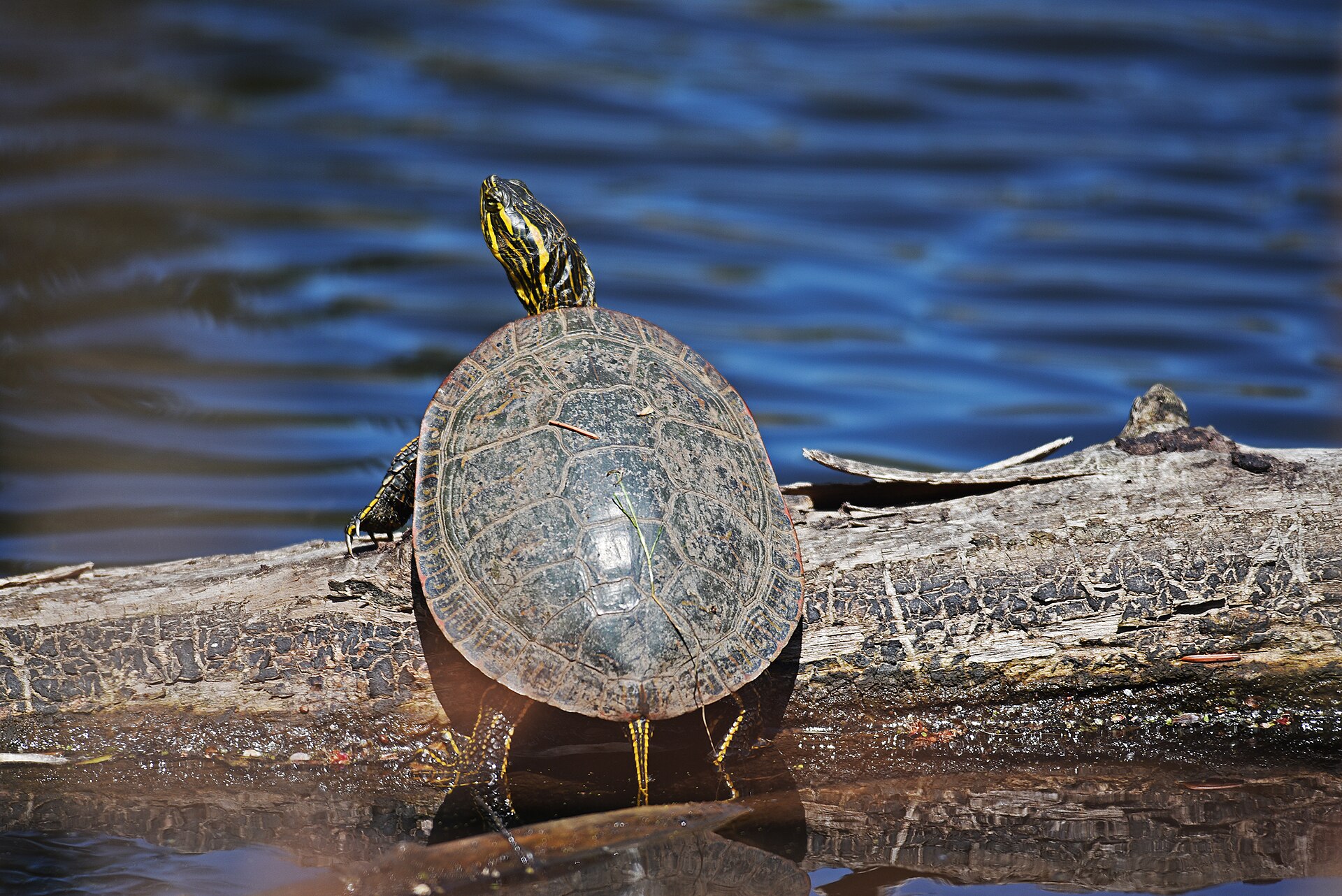 A painted turtle basking in the sun