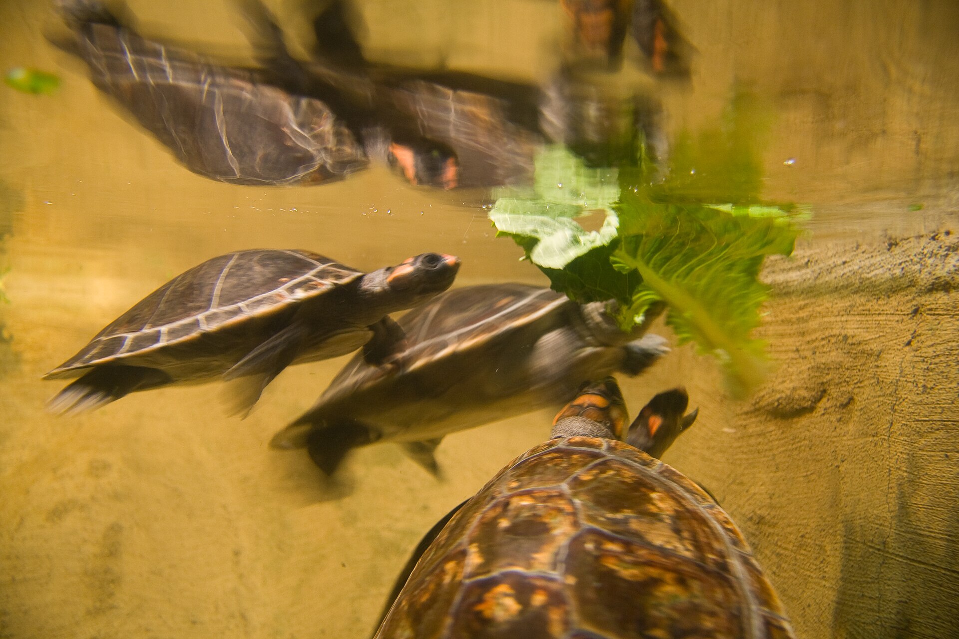 Pond turtles feeding on lettuce