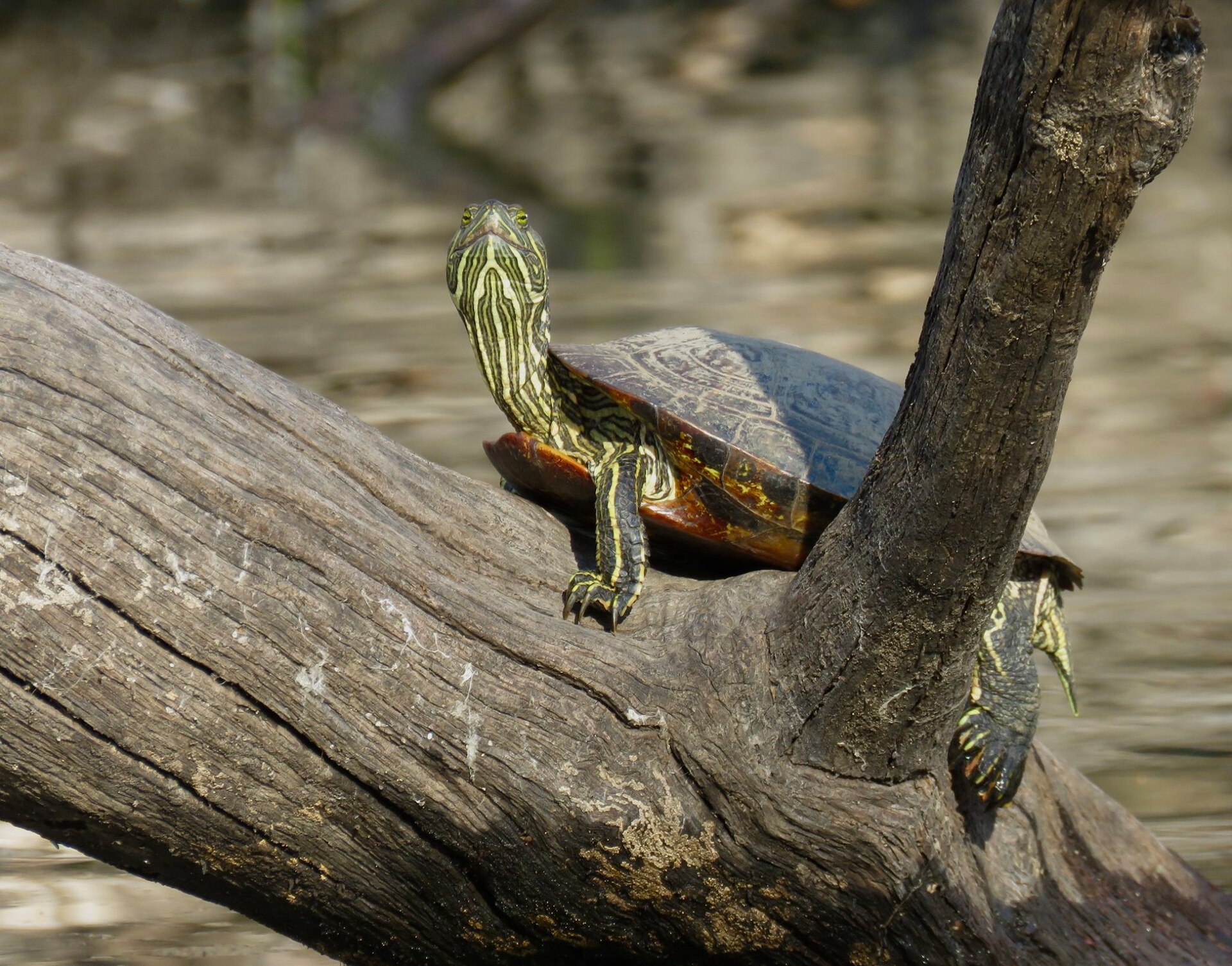A pond turtle basking on a log