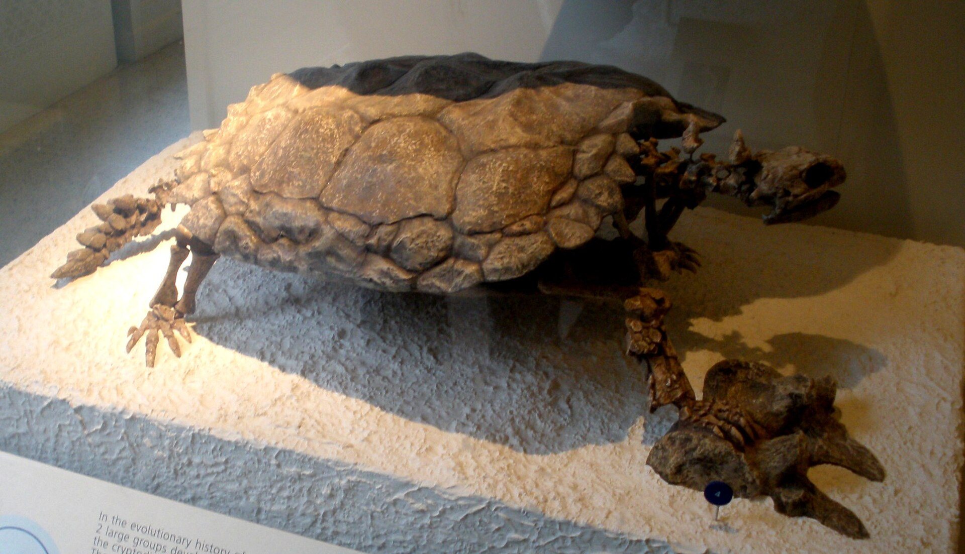 Turtles & Time