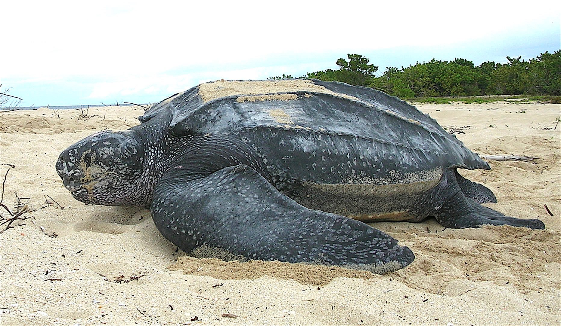 Turtle Size Compare
