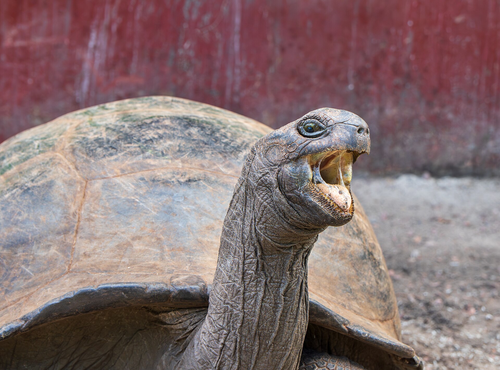 An Aldabra giant tortoise on Curieuse Island, Seychelles