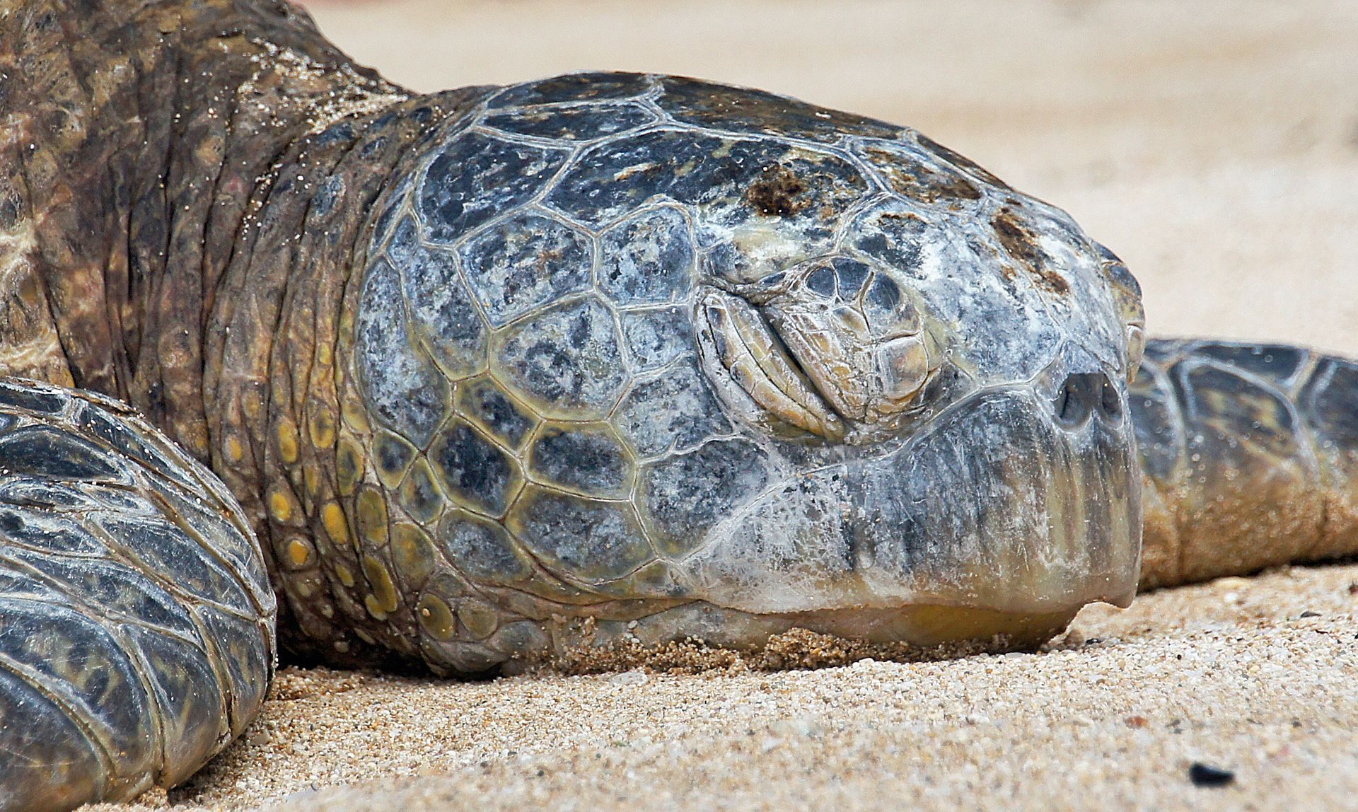 A green sea turtle (honu) sleeping on a Hawaiian beach