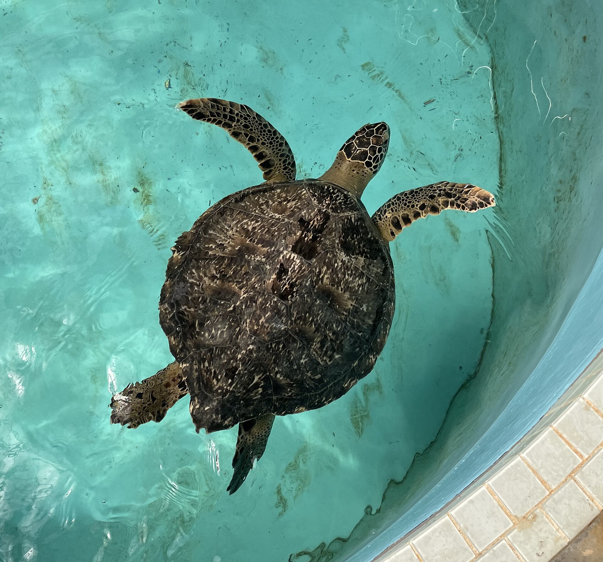 A black sea turtle swimming in the pool at Kiho Umigame Park