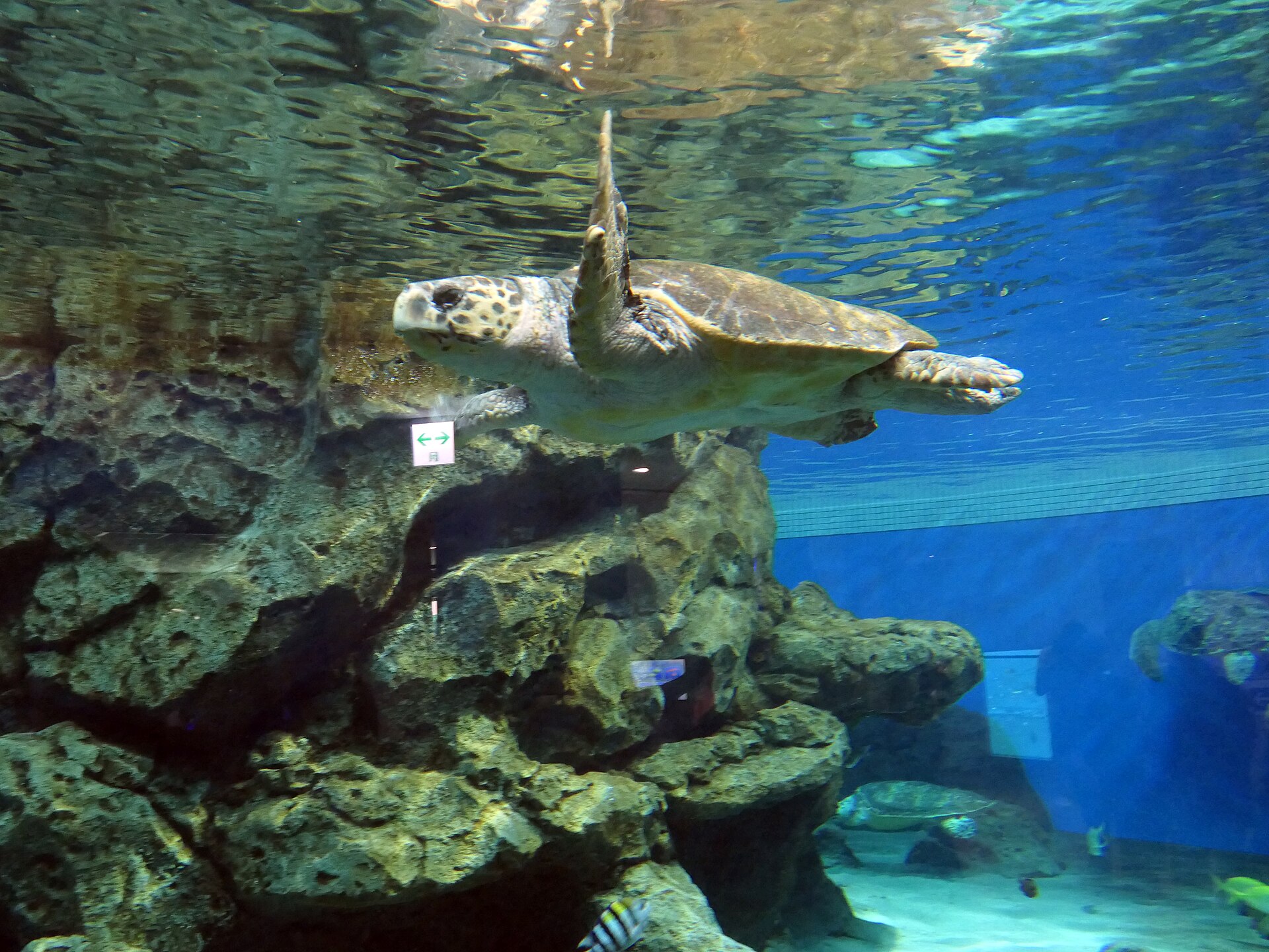 A loggerhead turtle swimming in the Port of Nagoya Public Aquarium