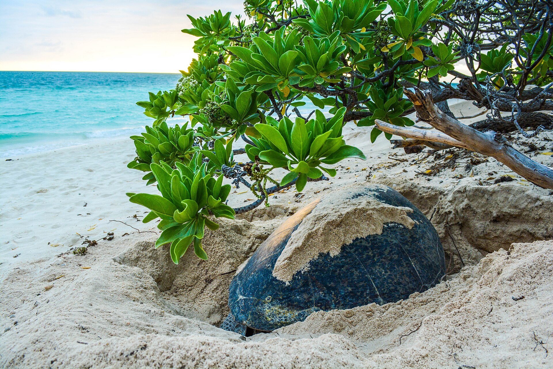 A green sea turtle digging her nest